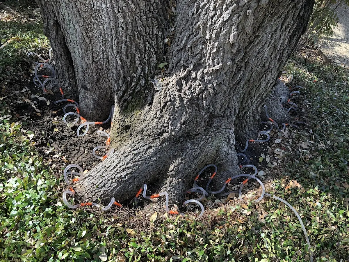 Detailed Tree Cabling and Bracing job site in Brogue
