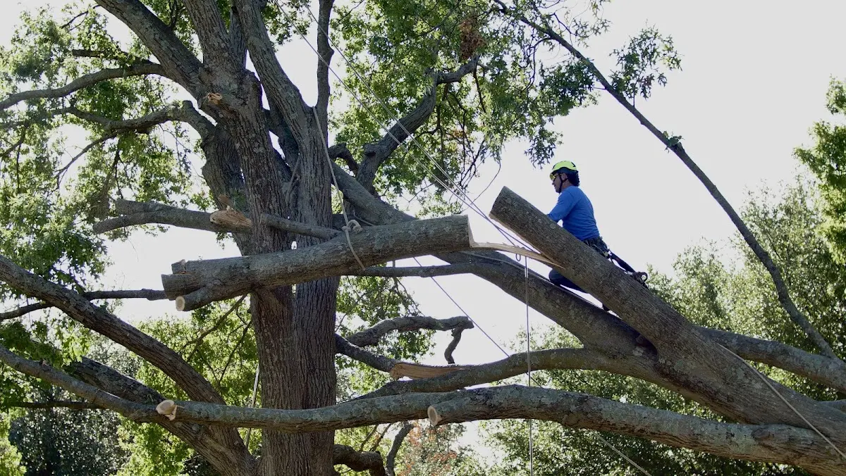 Professional Hazardous Tree Removal performed by certified arborists in Brogue