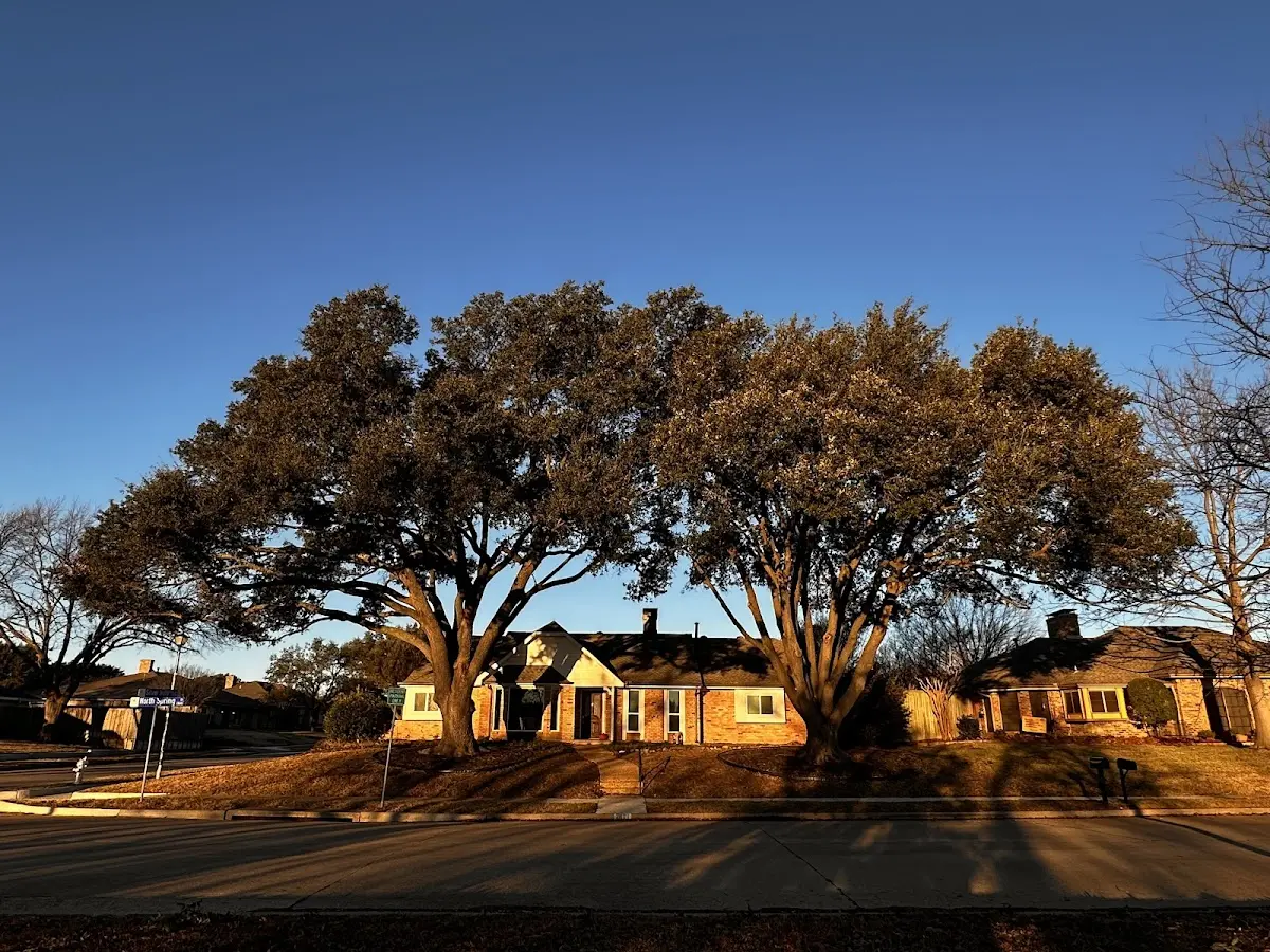 Established residential canopy tree shading a home in Brogue